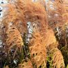 Miscanthus Early Hybrids